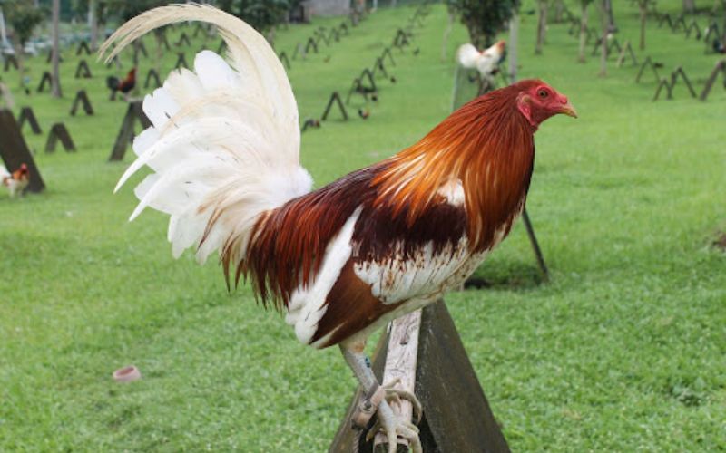 Bí quyết xem vảy gà và những dị tật quý tướng