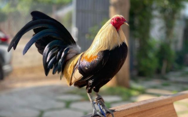 Kinh nghiệm nhận biết gà đá cựa sắt có lực đánh mạnh nhất